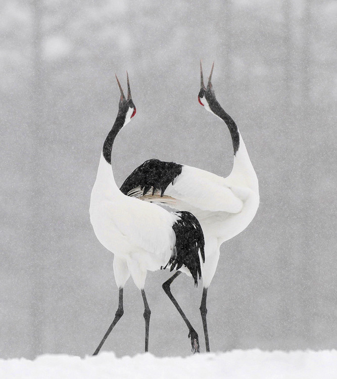 snowcranes.jpg